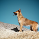 Illustration for article titled Shooting Challenge Pets Gallery 1
